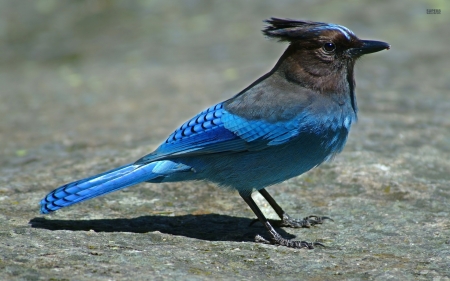 blue jay - jay, rock, bird, blue