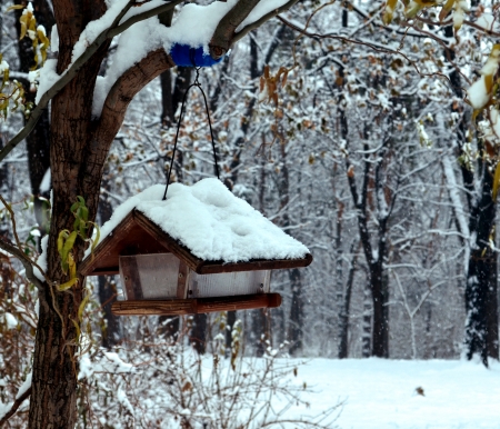 Winter - snow, birds house, trees, forest