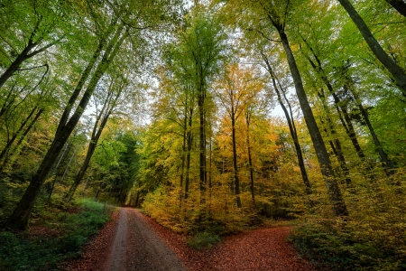 Autumn Forest - fall, trees, leaves, colors, path