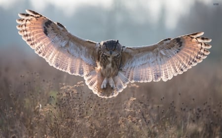 long eared owl