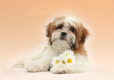 cute Shih tzu pup with flowers - puppy, animals, pup, shih tzu, dog, dogs, animal, flowers, cute