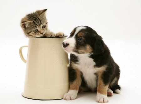 Collie pup with tabby kitten - Collie pup, cats, tabby kitten, animals