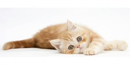 Ginger kitten rolling playfully - playful, ginger kitten, animals, cats