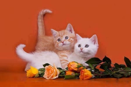 Cute Kittens - animal, cat, roses, kittens