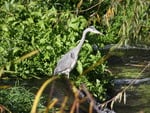 Heron spotted on journey  to work