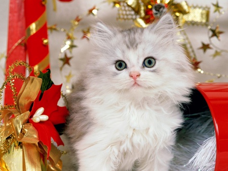 christmas kitten - christmas, kitten