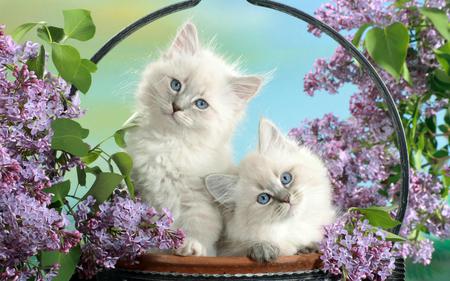 Kittens - fur, animals, kittens, photography, blue eyes, basket, kitties, white, lilacs, purple, cats, animal, green, flowers