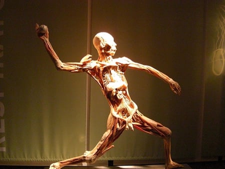 Human body - anatomy, human body