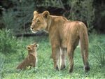 Lioness and cub