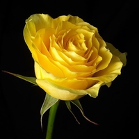 Yellow Rose