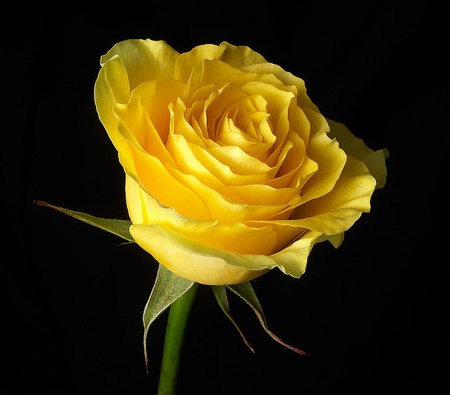 Yellow Rose - nature, yellow, flowers, rose, flower