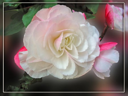 Begonia - begonias, flowers