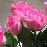 Pink roses