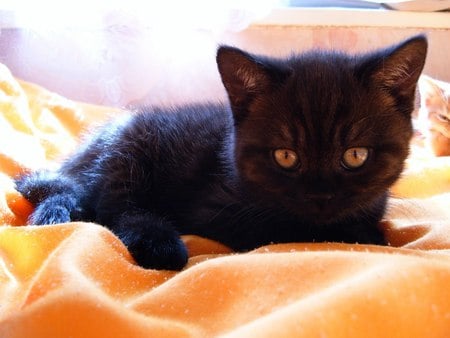 Black kitten - cats, animals