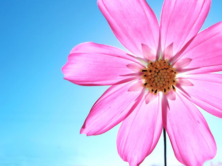 Pink daisy - flowers, 3d