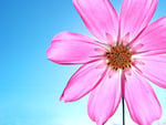 Pink daisy