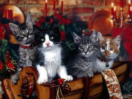 Cat Christmas - animals, cats