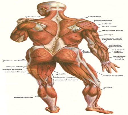 Human body - anatomy, human body