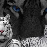 White Tigers