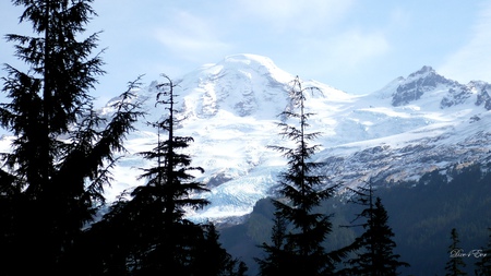 Beauty of Baker - mountain, trees, snow, widescreen, washington