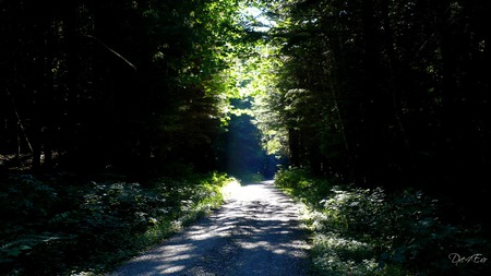 Just Ahead - curves, trees, mountains, road, widescreen, washington