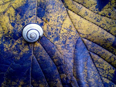 Autumn - autumn, snail, blade