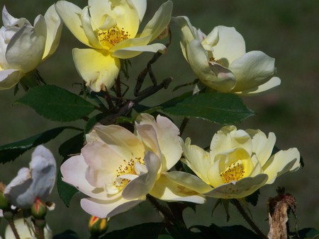 Yellow Flowers - flowers, yellow