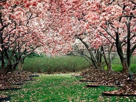 Orchard - nature, field, flowers