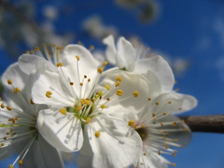 mai flower - flowers, trees