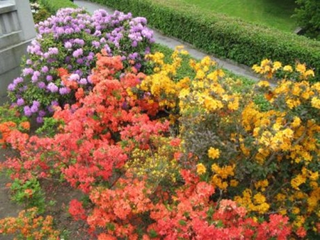 Flowers - gardens, flowers, fountains