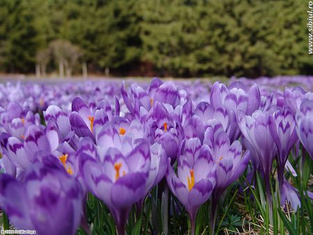 Flowers - flowers, trees