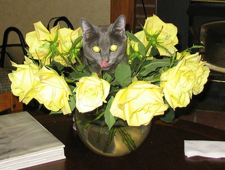 Cat among flowers - animals, cats