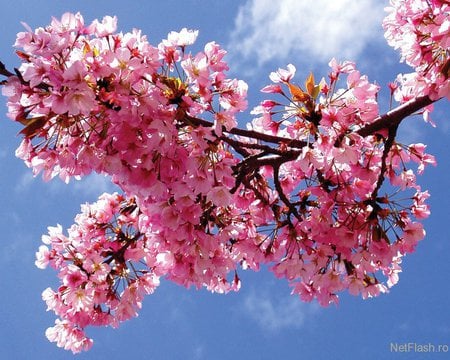 mai flowers - flowers, trees