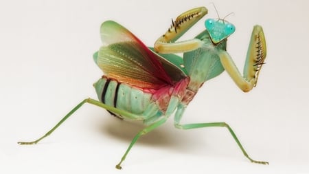 Colorful Shieldmantis - close up, mantis, colorful, rainbow colored, shieldmantis, nature, mantide, beautiful, insect, animal