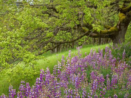 Purple flowers and tree - nature, flowers