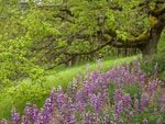 Purple flowers and tree