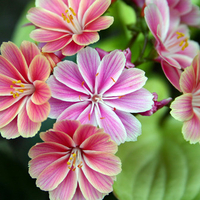 Pink flowers