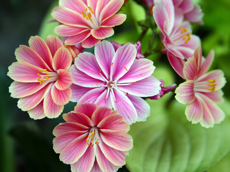 Pink flowers - flowers, pink