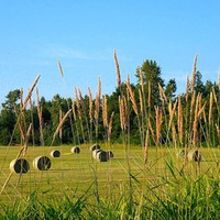 Hay Field