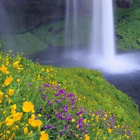 Wildflower Waterfall