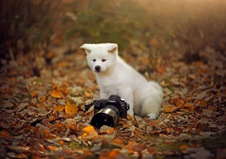 áƒ¦â¤áƒ¦ - friend, camera, dog, autumn