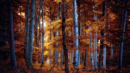 Golden forest - autumn, trees, landscape, wallpaper, foliage, wood, hd, nature, fall, forest, scene