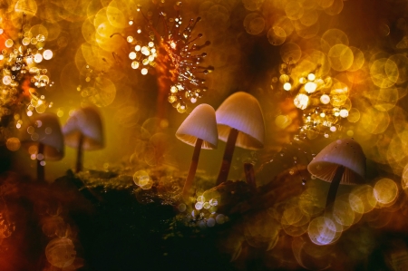 Mushrooms - bokeh, nature, yellow, mushroom, golden, luminos