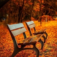 benches in a fall leaves