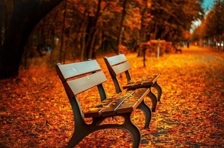 benches in a fall leaves - nature, park, benches, fall leaves