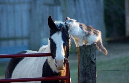 Tenderness - tenderness, friends, horse, cat, animals