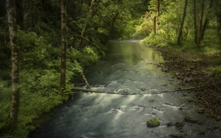 Just somewhere - nature, trees, forest, river, green