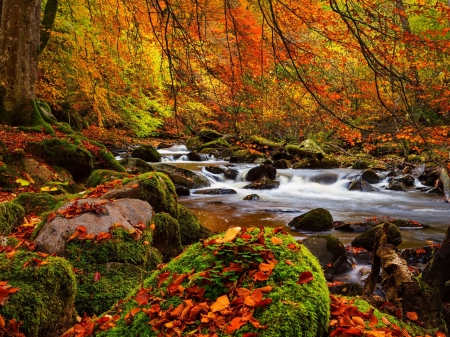 Forest Fall - nature, autumn, trees, forest, leaves, moss, waterfall