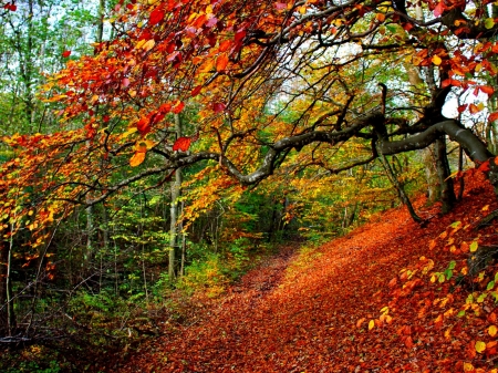 Autumn Park - fall, colorful, trees, nature, autumn, forest, park, leaves