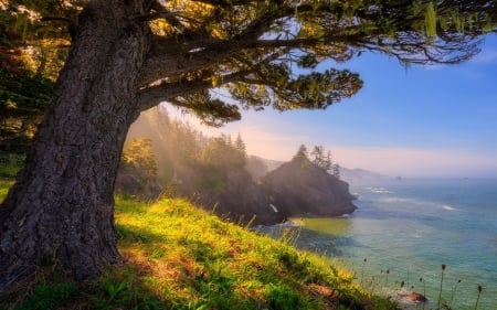 Oregon Coast - coast, nature, tree, oregon